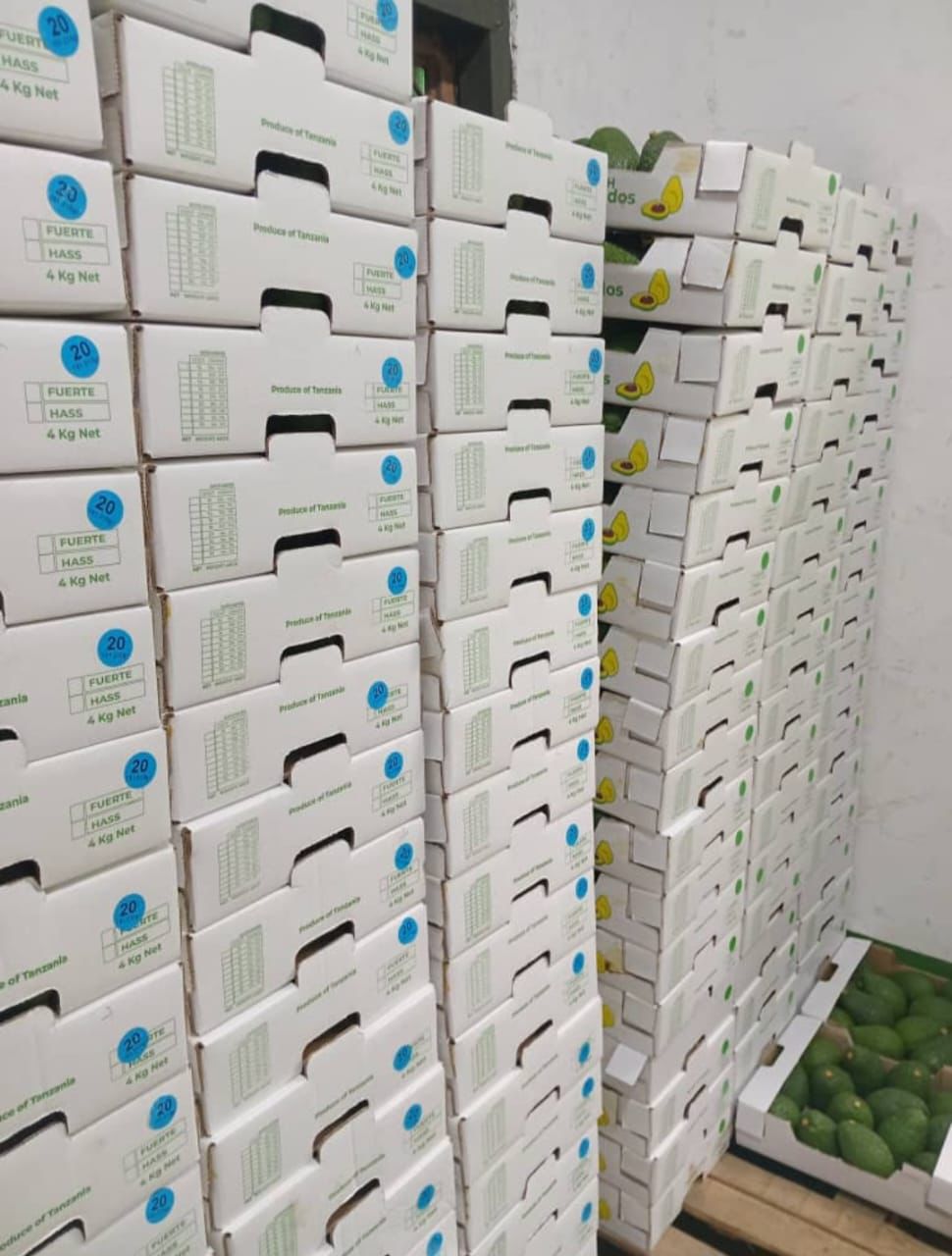 Packed Hass avocados ready for export