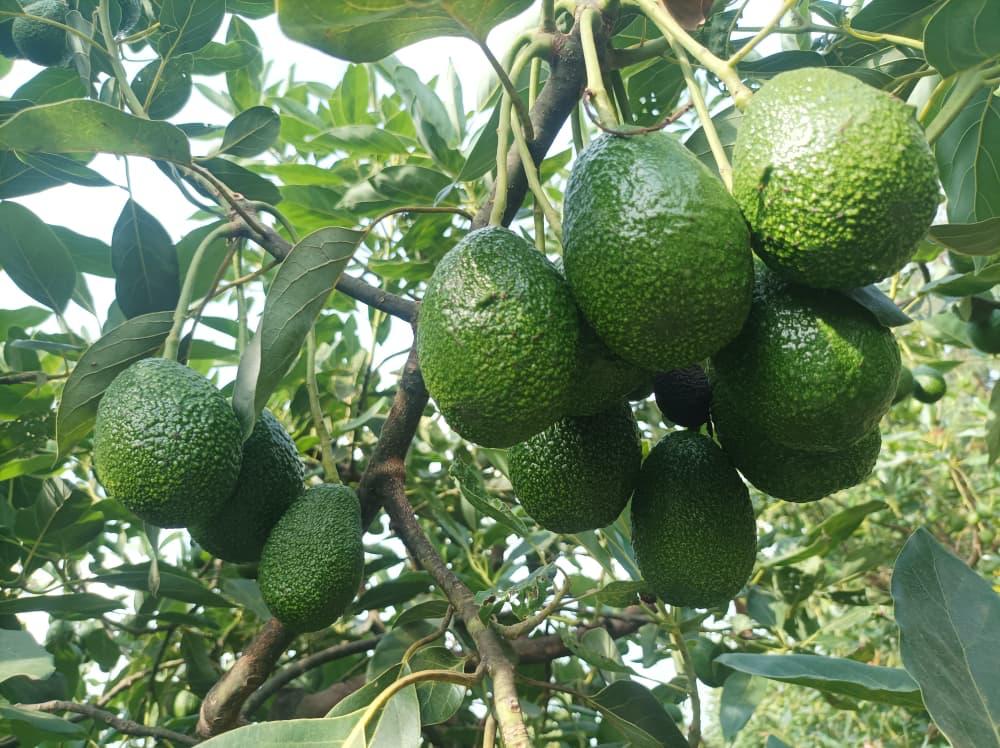 Avocado cultivation regions in Tanzania