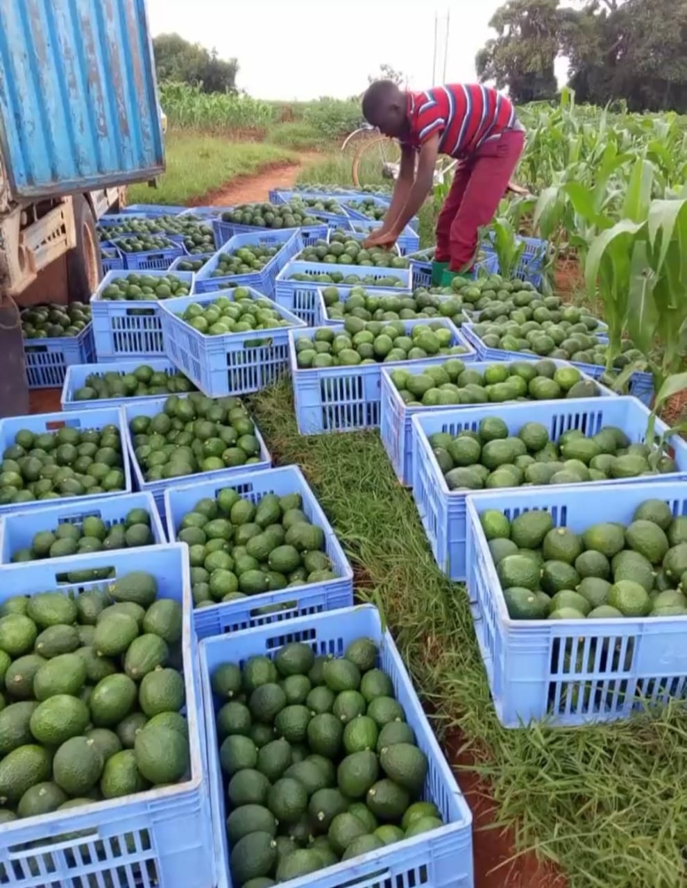 Quality assurance and handling at origin