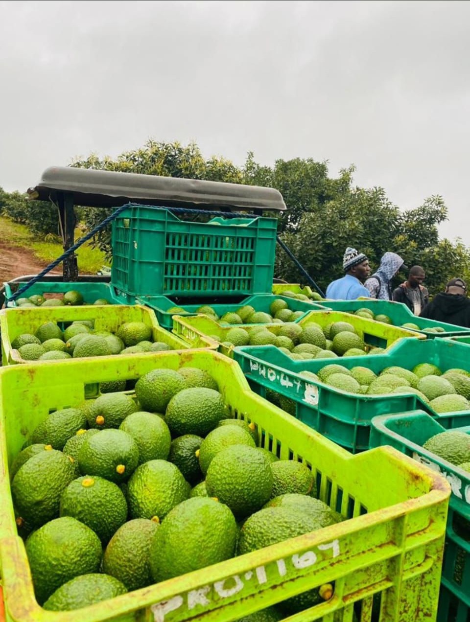 Fresh avocados at origin