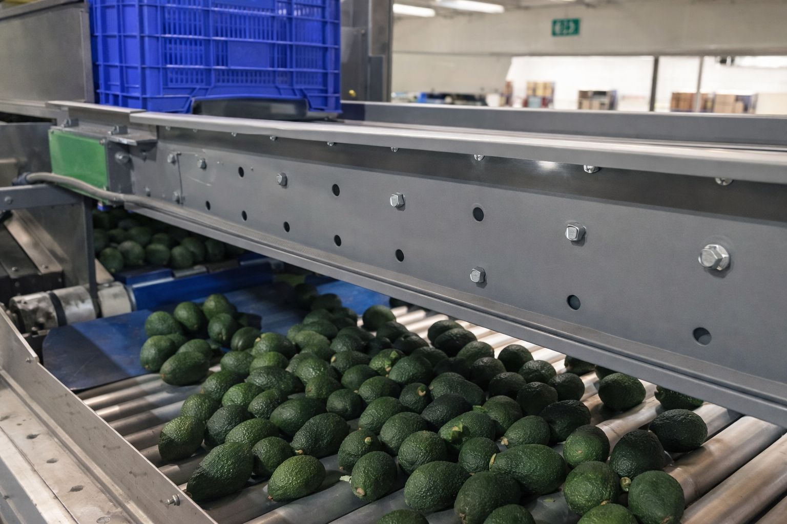 Packhouse process and export packing